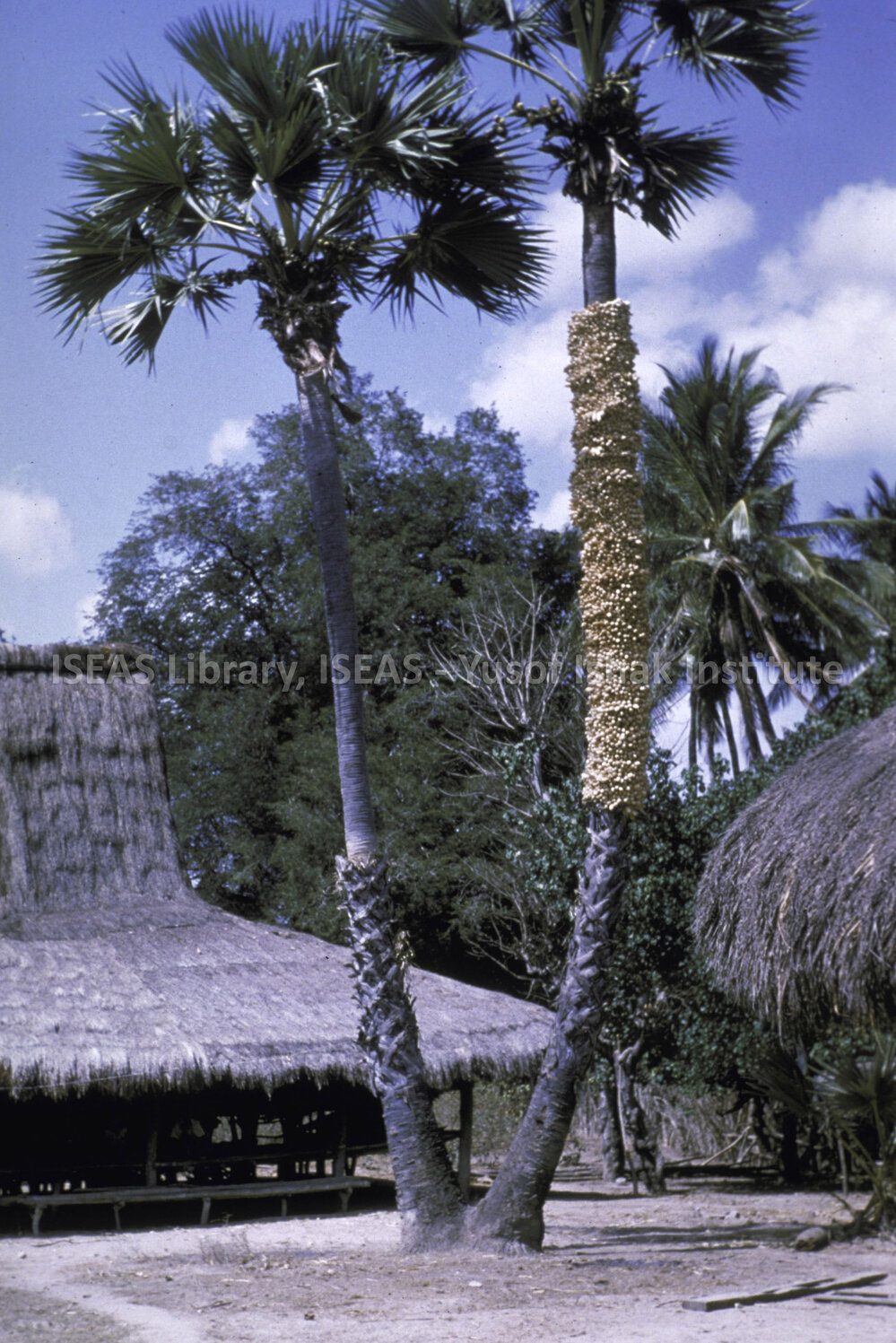 DP108_36 - A snapshot of lontar palms, Lambanapu, Sumba, Indonesia.