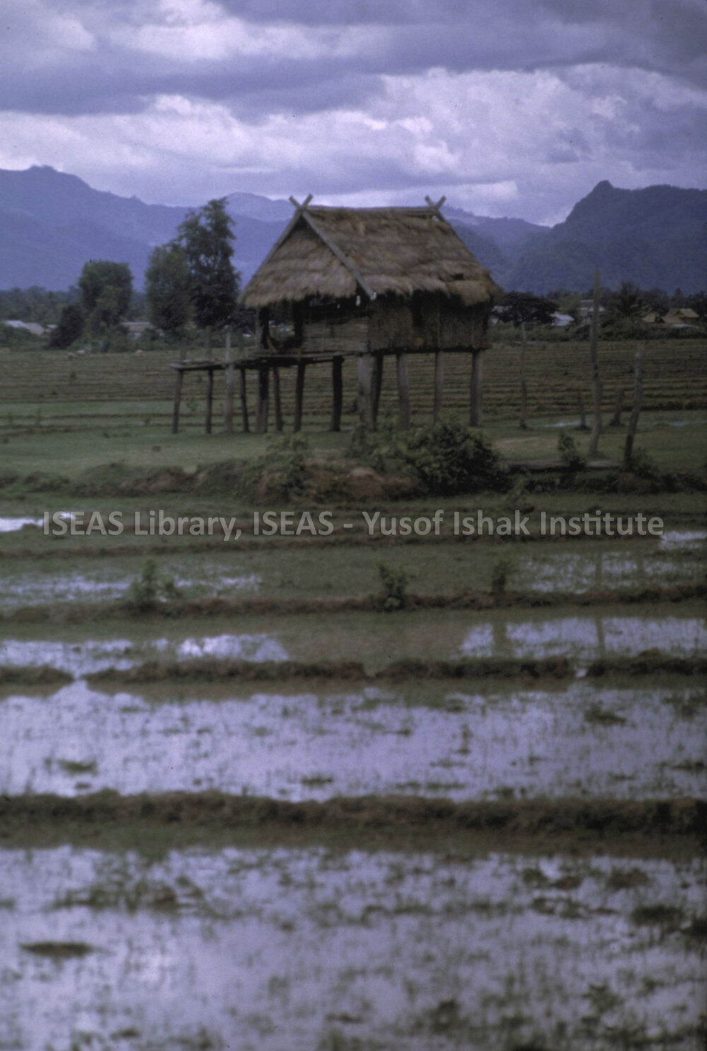 DP41_32 - A view of partially flooded rice fields and a shelter with a thatched roof