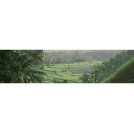 Image No: BA009197 from the Barbara Anello Collection