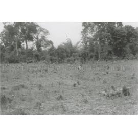 RH_070_001_0001 - Trengganu Agriculture