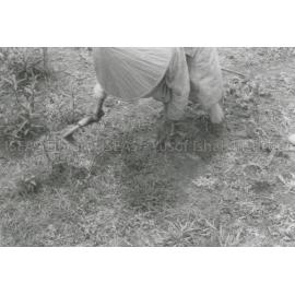 RH_070_001_0003 - Trengganu Agriculture