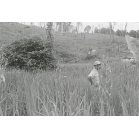 RH_070_001_0004 - Trengganu Agriculture