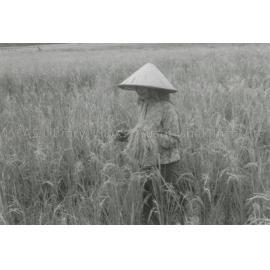 RH_070_001_0006 - Trengganu Agriculture