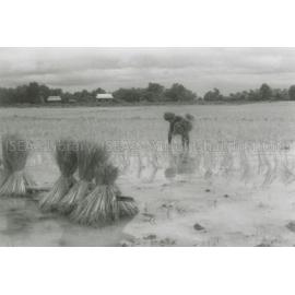 RH_070_001_0008 - Trengganu Agriculture