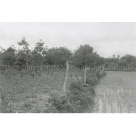 RH_070_001_0011 - Trengganu Agriculture