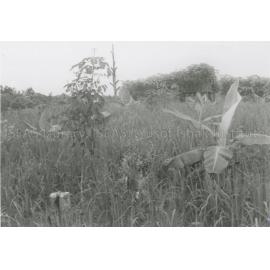 RH_070_001_0012 - Trengganu Agriculture