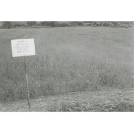 RH_070_001_0014 - Trengganu Agriculture