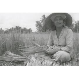 RH_070_001_0016 - Trengganu Agriculture