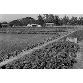 RH_074_001_0026 - Philippines